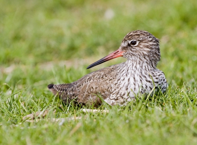 Deze vogel was mooi op zeer korte afstand te benaderen op de dijk.