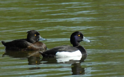 Deze mogen we recent ook tot broedvogel rekenen in ons naburig  Natuurreservaat de Welle meersen
