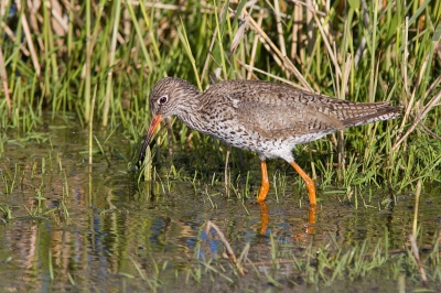 Vorige week voor het eerst in het lauwersmeer gebied geweest. Ik vond het een een geweldig gebied om vogels te fotograferen en dit is een van de resultaten. De foto is gemaakt aan het begin van de avond.