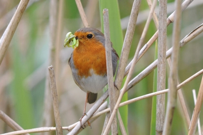 Een Roodborst zat met wormen/maden in het riet. 
De Roodborst springt er mooi uit met zijn rode kleur