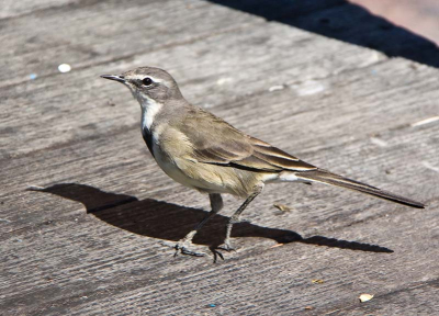 ontmoeting tijdens een wandeling langs de haven. Knysna is een veel te drukke plaats; gelukkig dat de vogels nog veel goed maken.