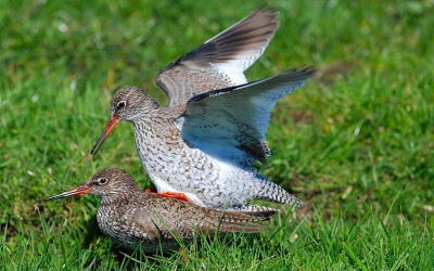 tijens een dagje fotograferen werd ik plotseling verrast door deze parende tureluurs die zich goed lieten fotograferen