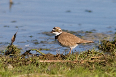 Een van de vogels die ik nog niet eerder zelf had gezien. In het lauwersmeer gebied waar ik op vakantie was heb ik het geluk gehad om er meerdere van te zien.