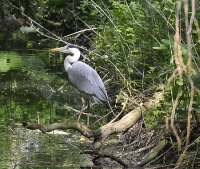 Een nieuwe poging om deze Reiger scherp in het album te zetten.
Deze reiger liet zich vanuit mijn schuilplek verrassen