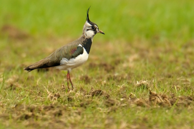 Het was triest weer vandaag, maar weer of geen weer ...erop uit. De Kievit en andere vogels moeten het immers ook dagelijks doorstaan.