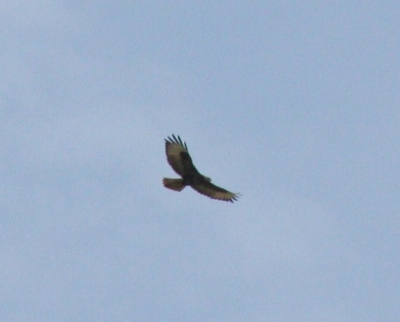 Heb al een keer zo'n foto geplaatst, maar ben nog niet overtuigd, deze vogel maakte niet het 'miauwend' geluid als een buizerd.
help ons aub uit de brand.
bvd. Bert