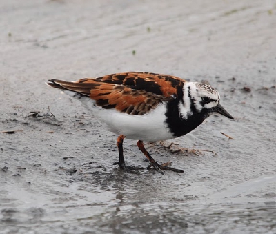 er was een dag dat het water heel laag stond en bijna alles wad was. dan komen ze vanzelf naar het enige stroompje water gelopen en is het goed toeven als fotograaf.