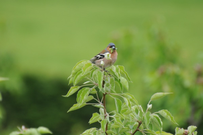 Deze vink ging ondanks een wat koude voorjaarsdag uitgebreid zitten voor mijn lens. Daarna kwam hij nog eens terug nu met een insect in zijn bek erbij.