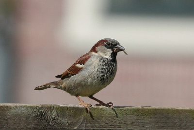 deze mus zat in de tuin van de overburen  op het hek met eten voor zijn jongen