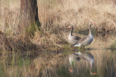 Twee gruawe ganzen aan een vennetje in de Geelders te Schijndel.
Een drassig gebied waarbij je in deze periode verrot gestoken wordt door de muggen.