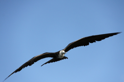 Een juvenile Amerikaanse Fregatvogel die langs het strand vloog, wachtend tot vissers visafval overboord gooiden.