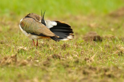 Het zou een plaatje voor een kwis kunnen zijn "welke vogel is dit?"