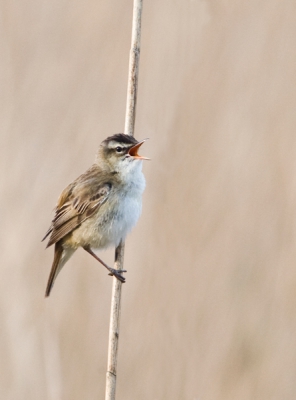 Vanochtend maar weer eens vroeg het bed uit gegaan om op tijd in de polder te zijn.
Dat was dan ook een goed idee, want deze rietzanger zat heerlijk dichtbij en nu eens geen riet er tussen of voor hem, zodat ik hem mooi bvrij kon vastleggen