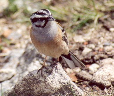 Als nieuweling probeer het ook eens.... Kwam deze foto tegen ergens in een kastje. De gors even lokken met brood en dan krijg je dit soort plaatjes.