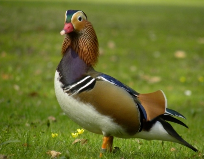 Op zoek naar het afwijkende vrouwtjes wilde deze mooie mannelijke Mandarijneend ook wel even poseren. Het is dan wel een exoot maar gelukkig is het niet zo'n invasieve...