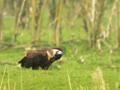 Was al erg blij de vogel er herkenbaar op gekregen te hebben. Verder is het natuurlijk een slechte foto.