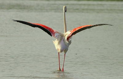 uit de oude doos. rek en strek oefeningen van een flamingo! gewoon een leuk moment.