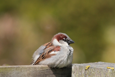 aan de overkant van mijn huis is een boomgaard waar veel mussen eten zoeken, het is altijd leuk om te kijken wat er allemaal gebeurd, er zijn nu veel jongen die gevoerd moeten worden, dit is volgens mij ook een jong en wacht op een hekpaal op een van de ouders voor een lekker hapje