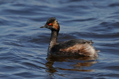 Geoorde fuut gefotografeerd in de Starrevaart, te Leidschendam.
Gefotografeerd met canon 7d icm 500mm. + 1.4x converter.