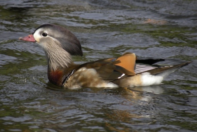 Hier een foto van een mannelijk vrouwtje Mandarijneend.
Nu maar hopen dat deze er wel doorheen komt zij is geringd ten behoeve van onderzoek door Frank Majoor tevens als de aldaar aanwezige Grauwe Ganzen, Knobbelzwanen en Nijlganzen en leven daar in de vrijheid.
