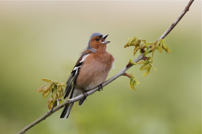 Eigenlijk stond ik te wachten op een kneu, die ik daar al eerder had gezien. Deze vink echter trok met zijn onophoudelijk mooie gezang mijn aandacht. Je ziet dat de wind nog wat door zijn veren blaast.