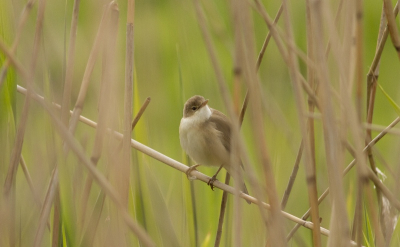 na een uur wachten liet hij zicht heel even tussen het riet door zien. eindelijk had ik hem!