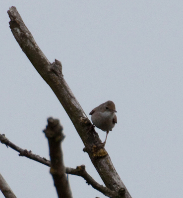 Vandaag dit vogeltje op de foto gezet, maar ben er niet achter wat het is, het lijkt op een fitis, maar mist de streep boven het oog. Iemand een idee?