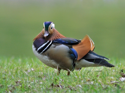Een van de meest mooie eendensoorten, zo vind ik, die je steeds vaker onverwacht kunt aantreffen. Contrast nu eens verminderd om de op zichzelf al schitterende kleuren niet zo te laten knallen (wat vaak het geval is, bij foto's van deze soort).