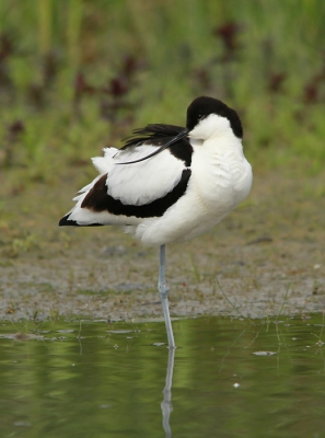 DE KLUUT, het is een mooie vogel om te zien maar oh zo moeilijk om op de foto te zetten.En het wit niet omo wit te laten worden en het zwart niet dicht te laten lopen. Ik hoop dat het hier een beetje is gelukt.