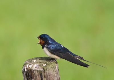 Vanochtend vrij vroeg de polder weer in geweest en daar een hele leuke serie van deze Boerenzwaluw kunnen maken, waarvan deze wel de mooiste is.
Hij zat vlakbij mijn mob. schuilhut en ik had de radio niet erbij nodig, want hij bleef maar zingen, zoals op de foto wel is te zien.