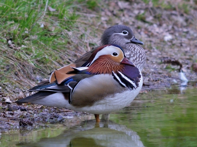 Ik moest een paar uur wachten, voor een dubbelpose onder deze hoek. Blij dat ik er tijd voor heb genomen.