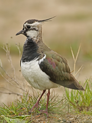 Deze kievitdame ging er eens mooi voor zitten, vanuit de auto, jammer van de kleine vervuiling aan de rechter onderzijde.