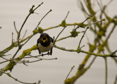 deze zwaluw liet zich speciaal voor birdpix maand opdracht fotograveren lang gewacht donderdag was het lang donker