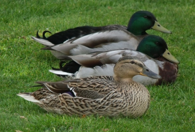 Elk jaar , deze periode van het jaar trekken er eenden in mijn tuin.Daar maak ik handig gebruik van door foto's van te trekken.
