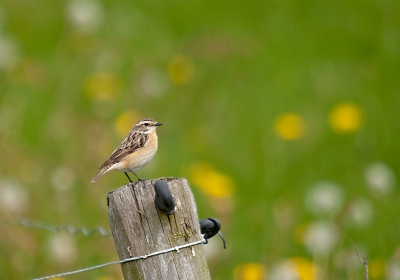 Dit paapje wakkert samen met de achtergrond het lentegevoel aan. Het beestje zat naast de weg op een paaltje, zodoende kon ik vanuit de auto deze foto maken.