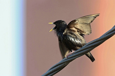 Zwarte spreeuw gefotografeerd in Marokko aan de Oued Souss.
Gefotografeerd met canon 7d icm 500mm. + 1.4x converter.