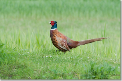 Gemaakt in Natuurtuin Westerpark in Zoetermeer.
Dit is een prachtige tuin met veel verschillende  biotopen.
Dit is mijn eerste foto die ik hier wil plaatsen en ik ben benieuwd naar het commentaar van anderen.