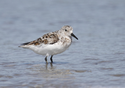 Lopend langs het strand van texel, kwam ik deze tegen.
Had hem eerst niet in de gaten, valt niet zo op in de zon op het strand