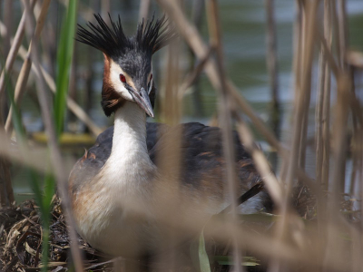 Mannetjes Fuut op het nest, op een mooie zonnige middag in Boxtel.