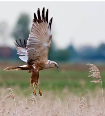 Vanochtend vroeg mij bed uit gegaan om eens een dag te proberen om de bruine kiekendief vast te leggen op de gevoelige plaat. Na dagt we ond rond 7.00 uur hadden geinstaleerd langs de kant van de weg, duurde het toch nog tot rond 9 uur voordat hij of zij zich voor het eerst liegt zien. Na dat we de eerste foto's gemaakt hadden, kwam ze of hij om het kwartiwer toch weer bij ons voor de lens en zodoende heb ik een hele leuke serie kunnen maken van deze bijzondere vogel, waarvan deze wel de mooiste is en vooral vanwege de kleuren op de achtergrond.