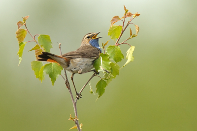 Een hele tijd wordt je gebombardeerd met foto's van blauwborsten en ook zelf heb ik het idee dat het voor mij ook even genoeg was....maar...als ik dan zittend tussen de bosjes ineens weer een blauwborst  voor de lens krijg...ben ik meteen weer verkocht...het zijn toch ook zo'n prachtige vogeltjes, kleur, zang en houding