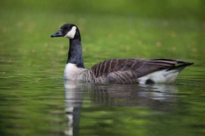 vond deze candese gans toch mooi geposeert voor de lens