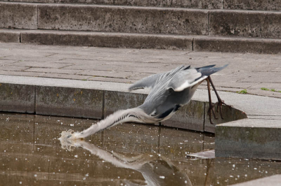 Een foto van een Blauwe Reiger op zich zijn er al genoeg. Aangezien het hier om een foto gaat waarbij de Reiger in volle aktie een visje pakt en door de beweging in de nek de aktie extra nadruk krijgt leek mij deze foto daarom de moeite waard om hem hier te posten. Foto vanaf statief met draadontspanner