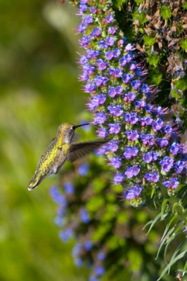 's Morgens vroeg in de Palo Alto Baylands en op eens zag ik deze colibrie.