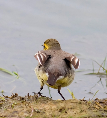 Deze prachtige vogel werd hier omstreeks 12 uur ontdekt en bleef de hele middag aanwezig. Af en toe kwam de vogel tot op 10 meter langs lopen. Hier een pose vlak voor ze wegvliegt.