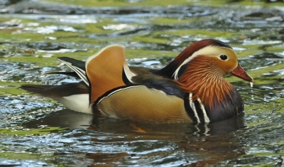 Hij kwam lekker voorbij zwemmen tijdens het voeren van de eenden en kon hem zo mooi op de foto zetten.d