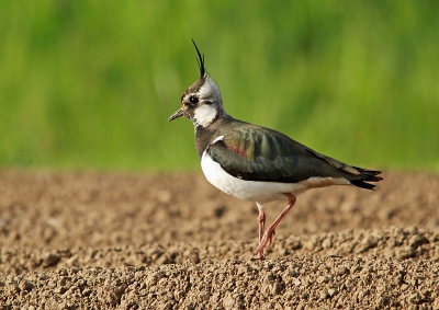 Ik zag eerst moeders lopen over dit aardappelveld en zag dat achter moeder een jong liep na een paar foto's van moeder geprobeerd ze beide op de foto te zetten maar daar was de afstand tussen moeder en het jong te groot. (later volgt het Jong)