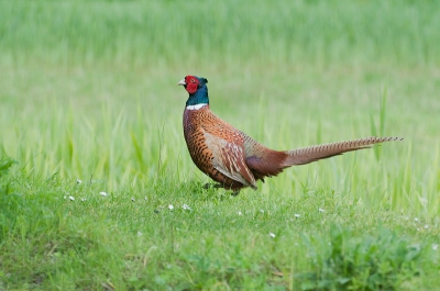 Genomen in het Westerpark dit is een natuur tuin met vele biotopen.
Ik schok van de fazant , hij van mij zodoende bleef hij net langgenoeg staat.
Prachtige opname omdat ik lager stond als deze mooie vogel.
Dit is mijn eerste foto die ik wil plaatsen.