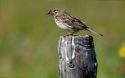 In de weilanden achter Oudega in Gaastyerland zag ik meerdere veldleeuweriken. Deze ging mooi op een paaltje zitten met zijn/haar snavel vol voedsle voor het kroost dat ergens verborgen zat in het weiland