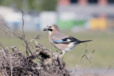 2 gaaien druk bezig nestmatriaal aan het verzamelen,kleine opgedroogde wortels van een boomstronk.
Een keer niet in het bos maar industriegebied vandaar de gekleurde vakken op achtergrond.